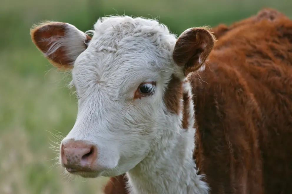 Le reclamaron por una vaca y terminó con un diente menos