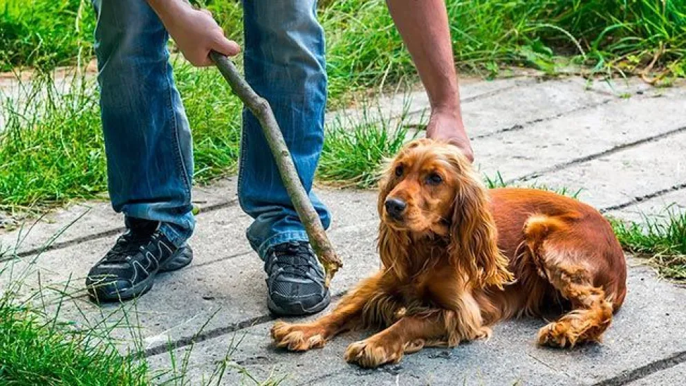 ¿Cómo y dónde denuncio maltrato animal en Roca?