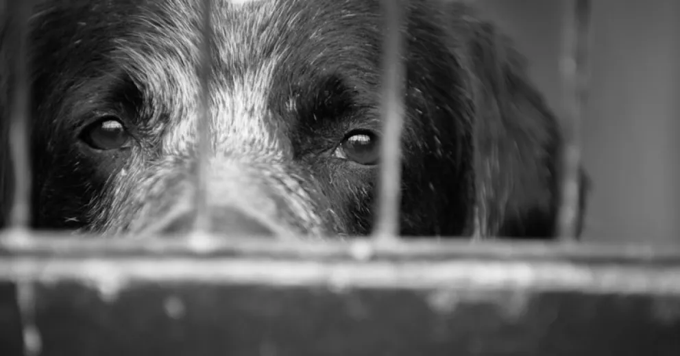Indignante: un hombre apuñaló a un perro y huyó 