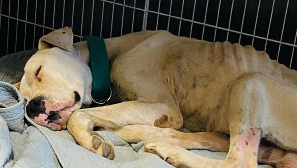Allanaron una casa para rescatar a un perro que sufría maltrato animal