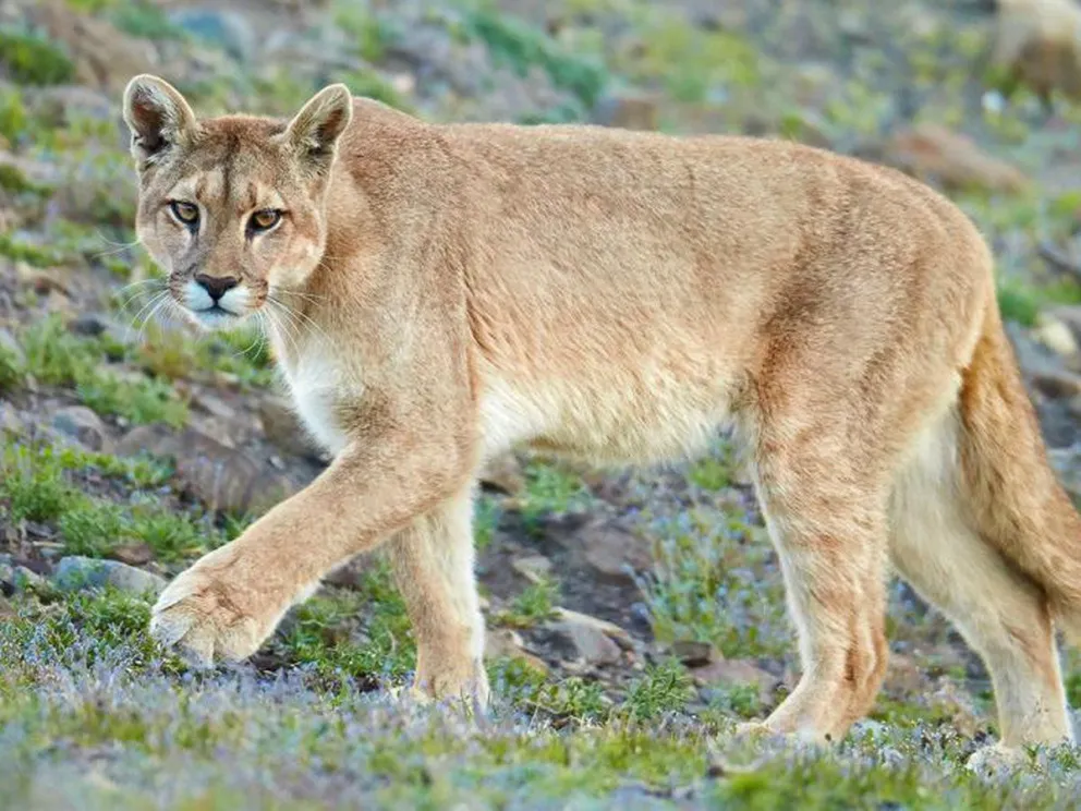 Vecinos alertan sobre la presencia de un puma en la ciudad