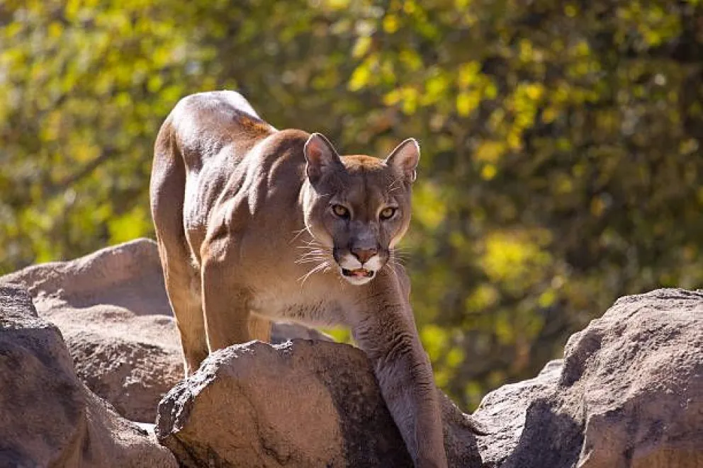 Puma al acecho: Qué hacer y qué no hacer si te encontras con el animal 