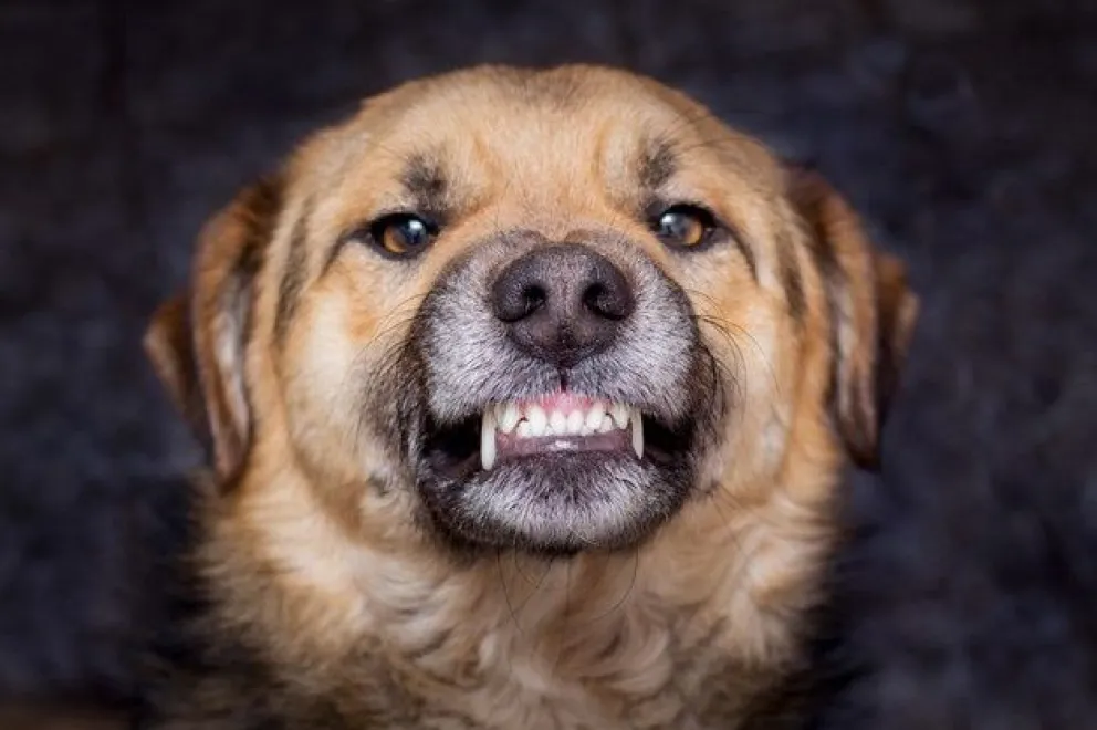 Su hijo de cinco años fue atacado por un perro y denunció a su vecina en Roca