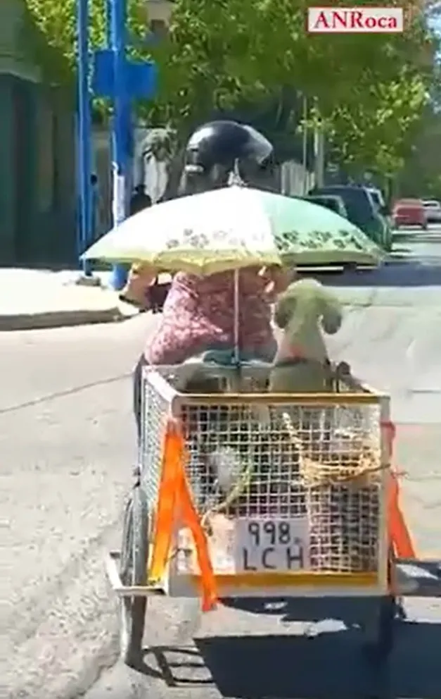 Día de paseo: Mirá la peculiar forma que tiene esta vecina de pasear a sus perritas