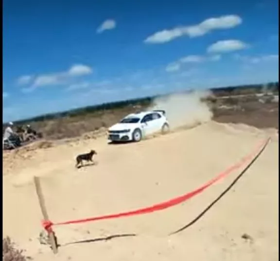 ¡Pudo ser una tragedia! Un perro se cruzó en pleno rally y el piloto lo esquivó