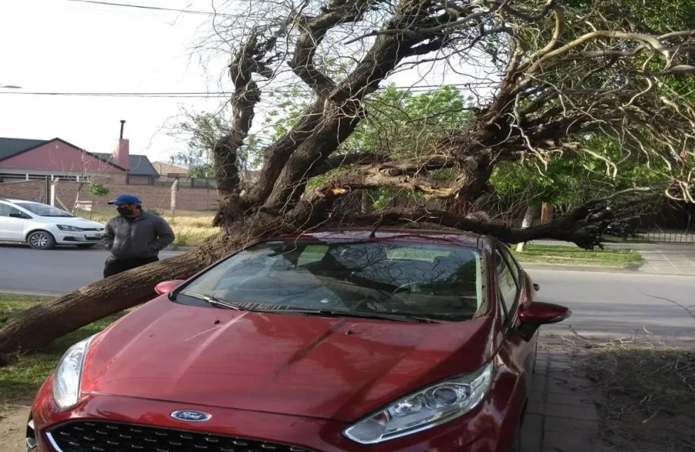Lo que el viento nos dejó: árboles y ramas caídas por toda la ciudad 