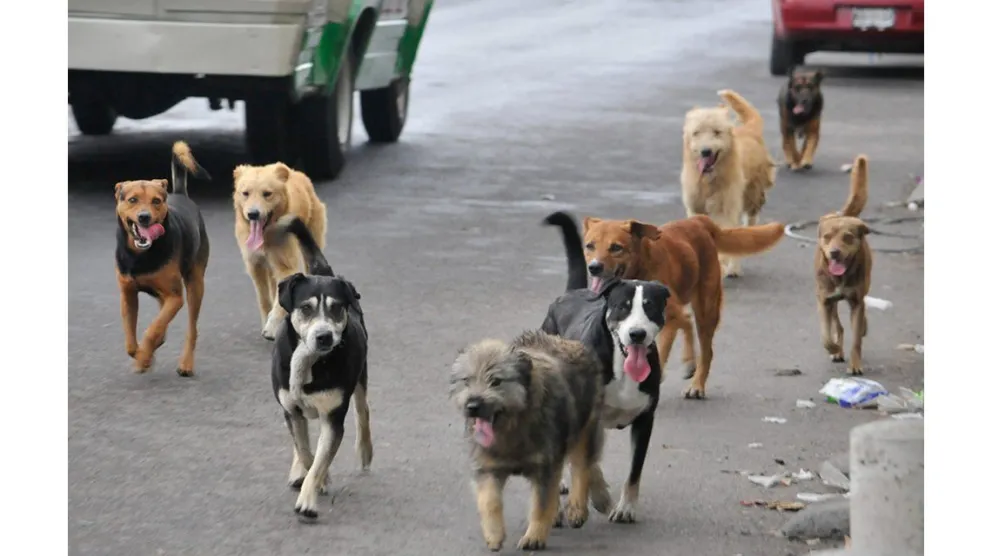 Se viene una nueva feria de libros usados para ayudar a los "callejeritos"
