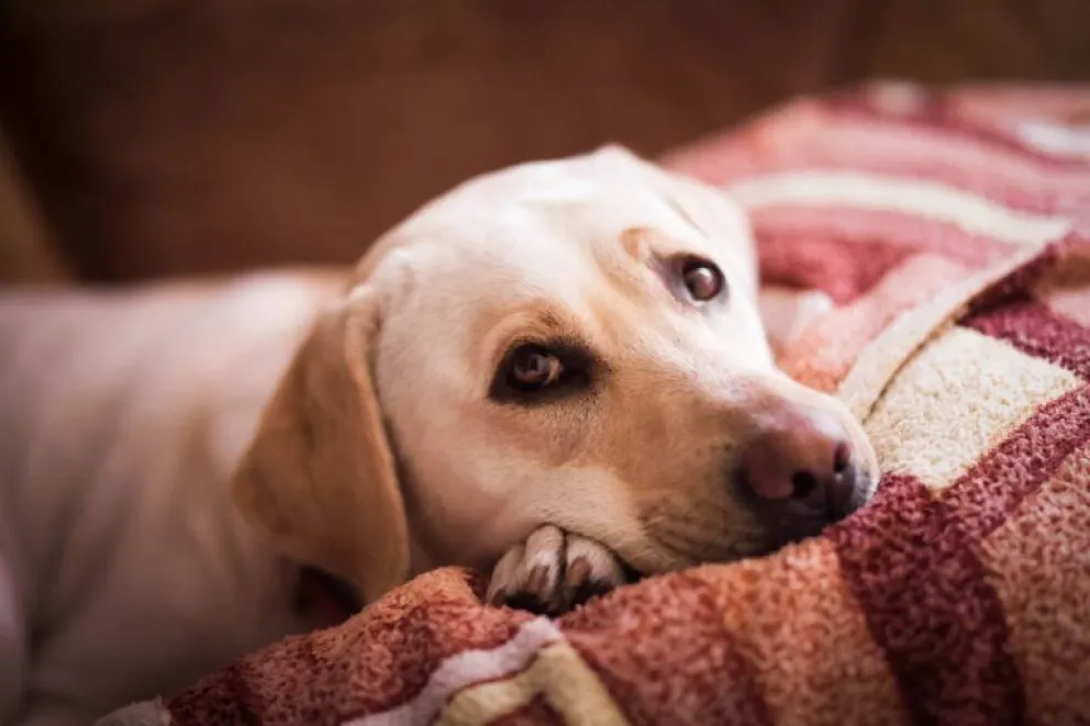Esta es la razón por la que tu perro te mira mientras dormís
