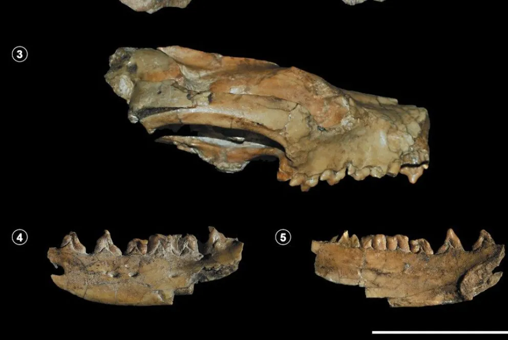 Nuevo hallazgo: son restos de un mamífero de hace 15 millones de años
