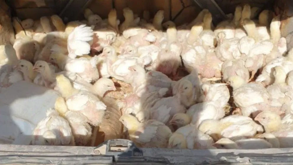 Pollitos en fuga: Lo detuvieron mientras huía con 124 pollos en el baúl
