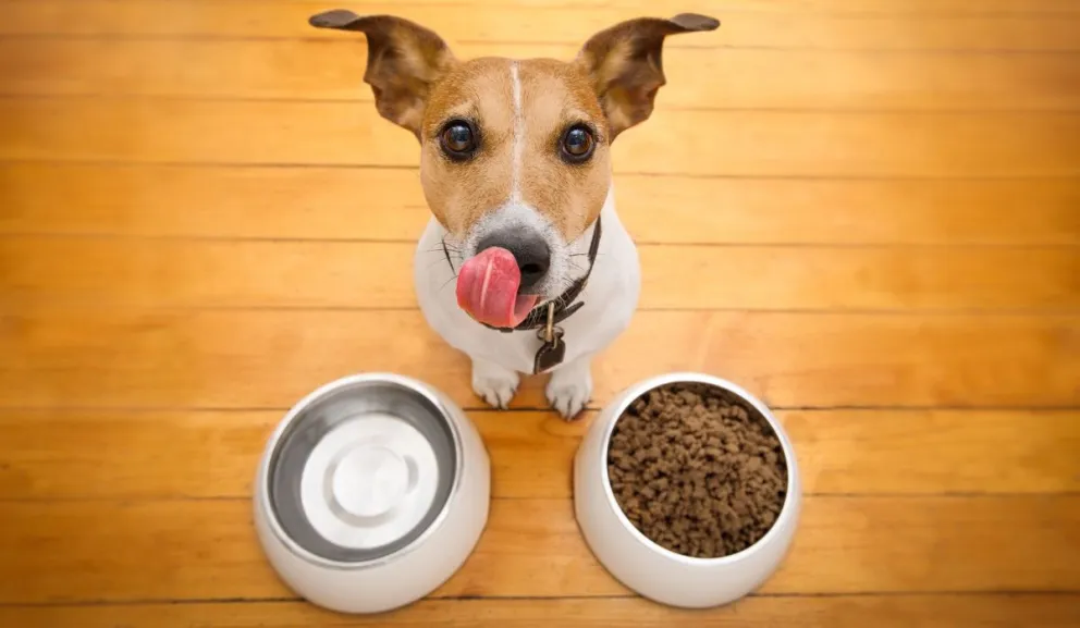 Atención: errores que no debés cometer al alimentar a tus mascotas 