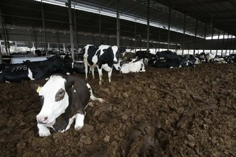 El día que la bosta de vaca salga más cara que la leche