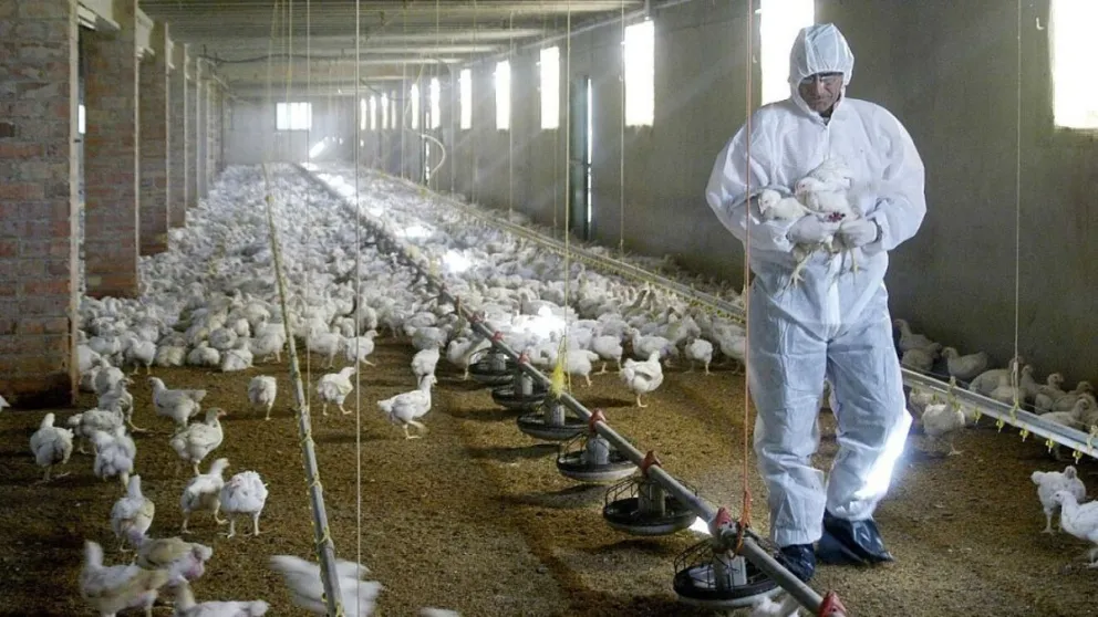 Gripe aviar: Japón sufre otro brote y deberá sacrificar 155.000 pollos