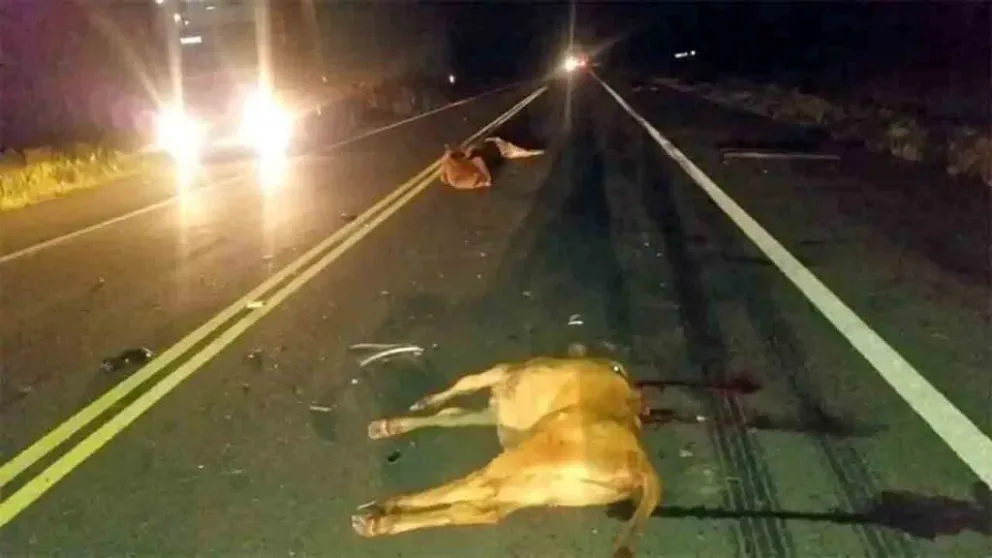 El titular de Anses en Roca sufrió un accidente tras chocar contra animales sueltos en la ruta 51 