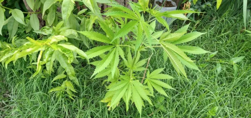 Secuestraron 24 plantas de marihuana y recuperaron un camión robado