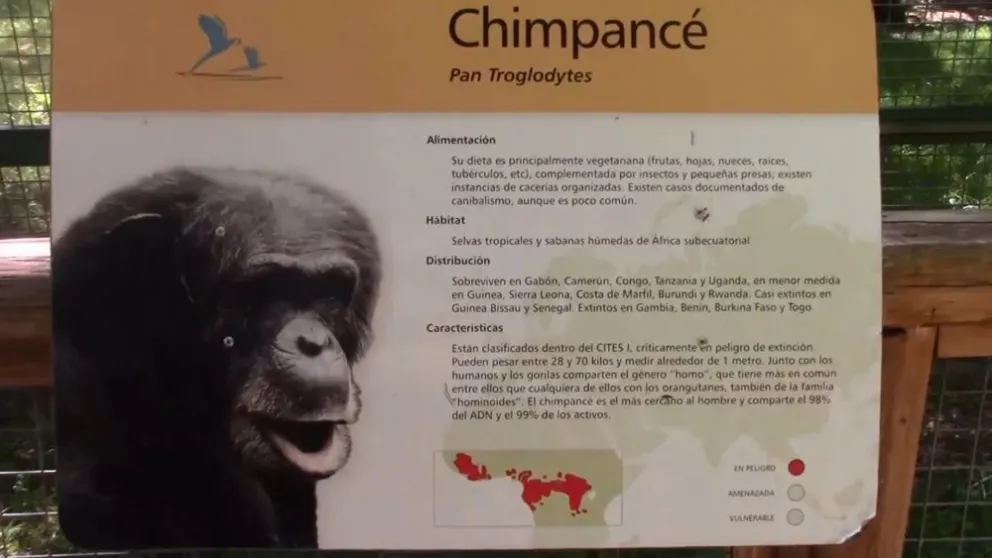 Buscan mejorar las condiciones de vida del chimpancé Toti que vive encerrado en Bubalcó