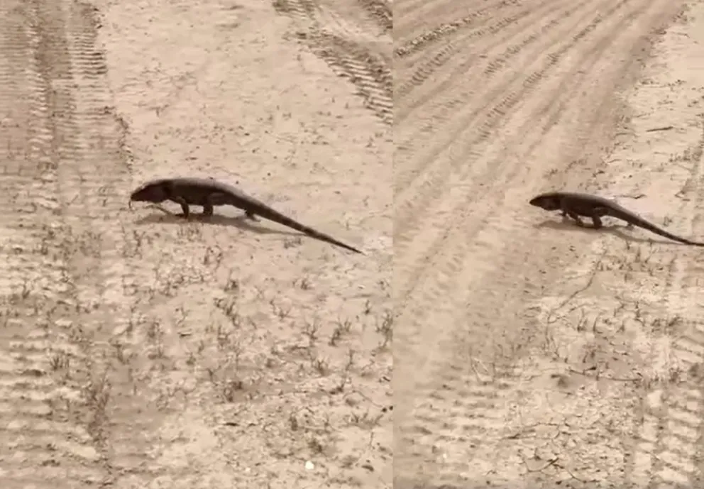 Video: Un vecino encontró un lagarto colorado en una chacra 