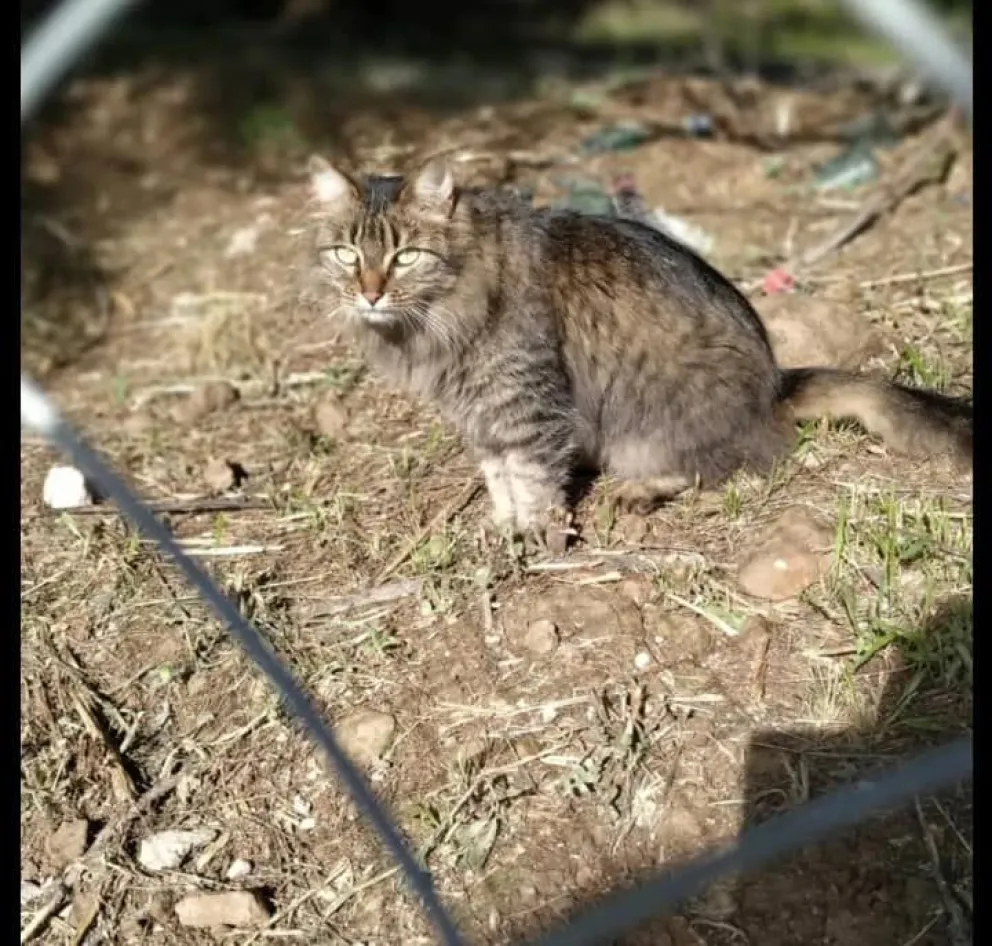 Llaman a la solidaridad para encontrar a una mascota que quedó olvidada en la ruta