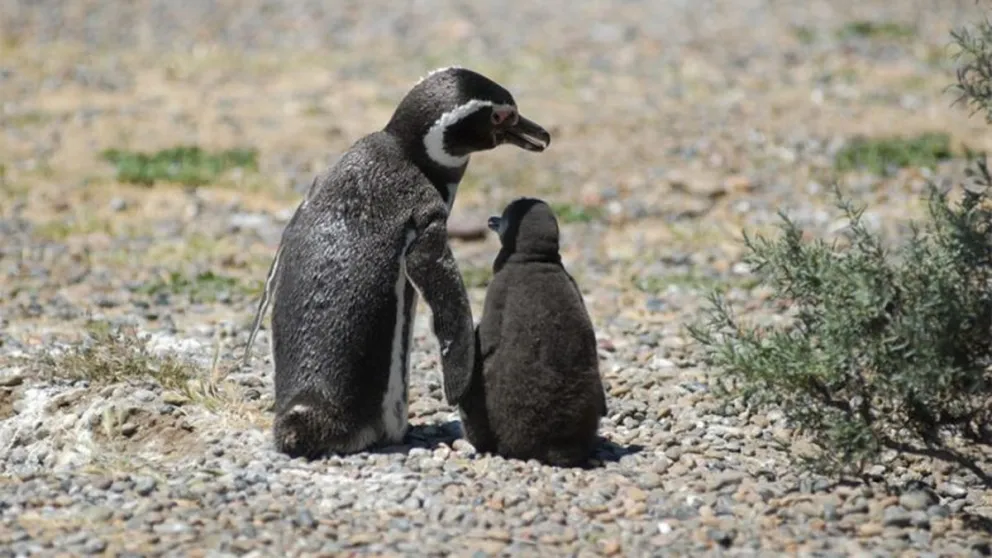 Aplastó 140 nidos de pingüinos y electrificó a otros cientos
