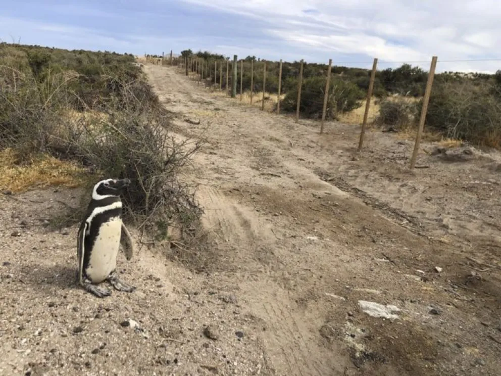 Concejala dijo que habría que "electrificar" al asesino de casi medio millar de pingüinos y sus crías