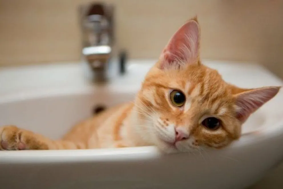 Le pegó un tiro al gato de la vecina y ahora será juzgado por la justicia