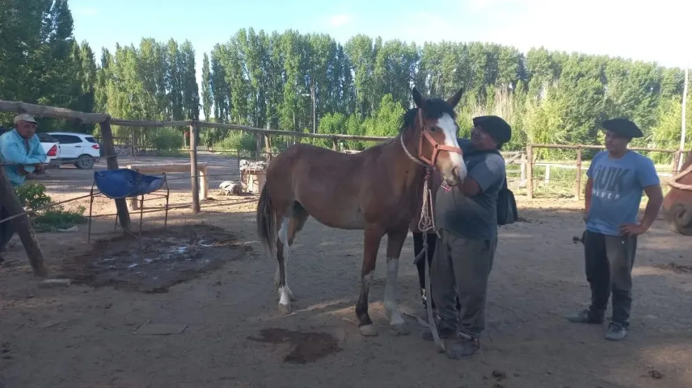 Le restituyeron los caballos a los vecinos de la Quinta 25