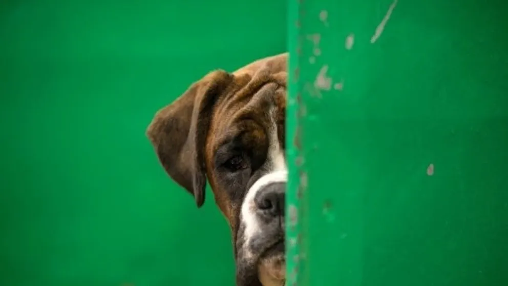 Imputaron a un hombre por maltrato a dos perras boxers