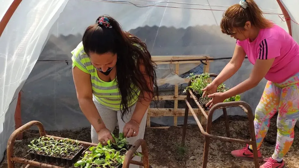 Internas del Penal de Roca reactivaron la producción de alimentos frescos