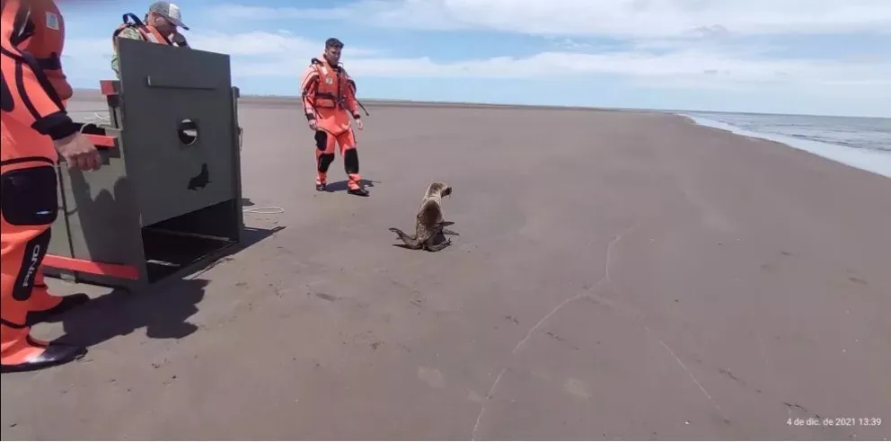 Un pequeño cachorro de lobo marino fue rescatado por la Prefectura Naval