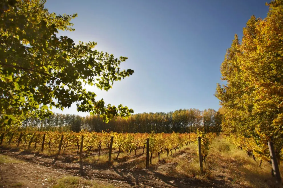 La recorrida por la ruta del vino roquense