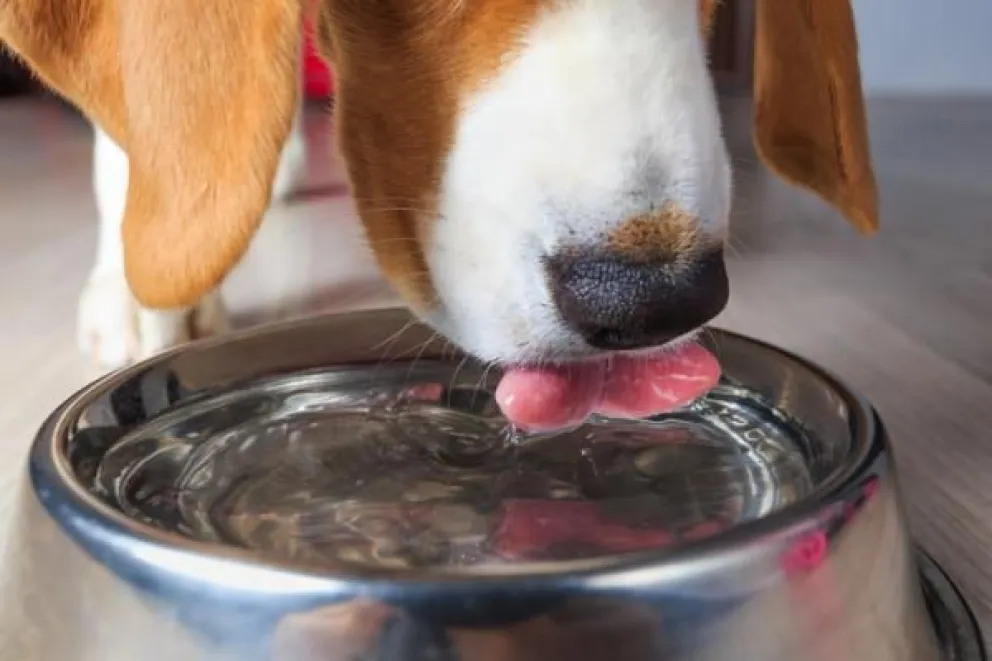 ¡A estar atentos! Vecinos denuncian que están envenenando perritos en la calle 
