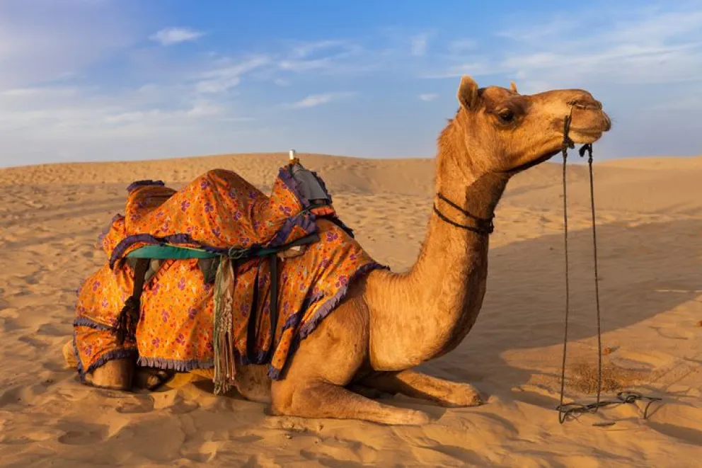 Descalifican a 43 camellos de un “concurso de belleza” en Arabia Saudita: el insólito motivo