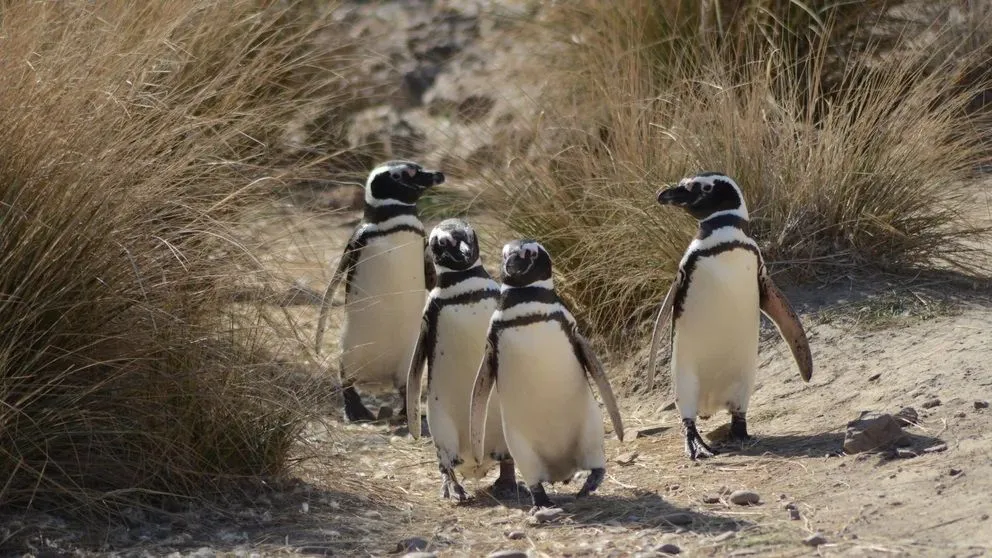 Ya son 30 mil las firmas reclamando justicia por la matanza de pingüinos en Punta Tombo