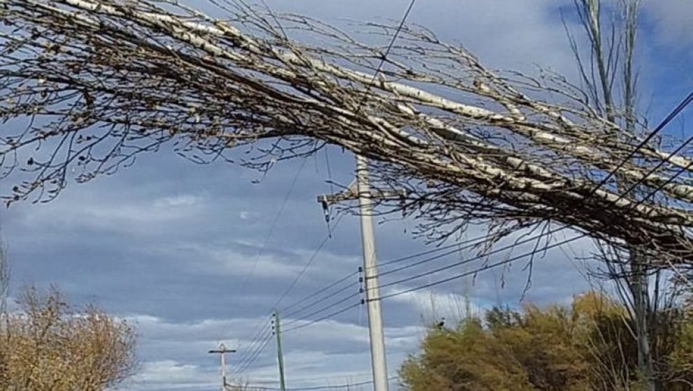Edersa inform&oacute; sobre la ca&iacute;da de arboles sobre tendido el&eacute;ctrico en Oro y Cipolletti