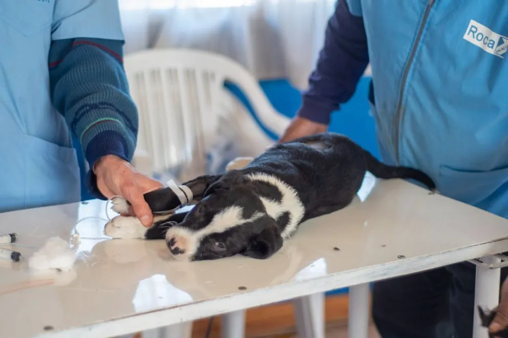 Jornadas de castración masiva: 48 perros y 38 gatos fueron esterilizados 