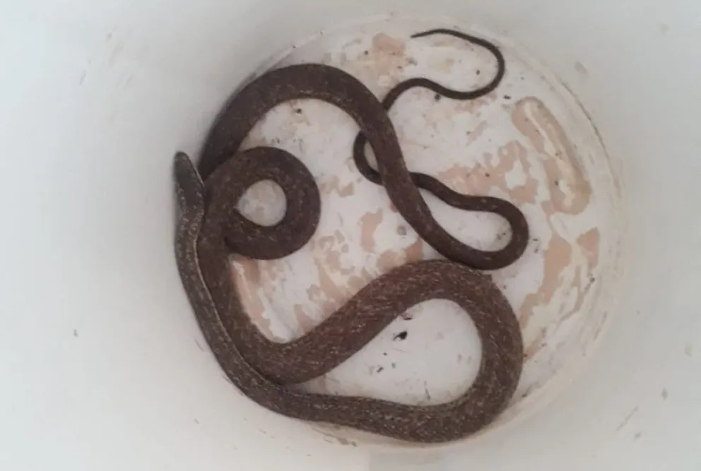 Culebras: ¿Es normal que aparezcan tantas? ¿Qué podemos hacer?