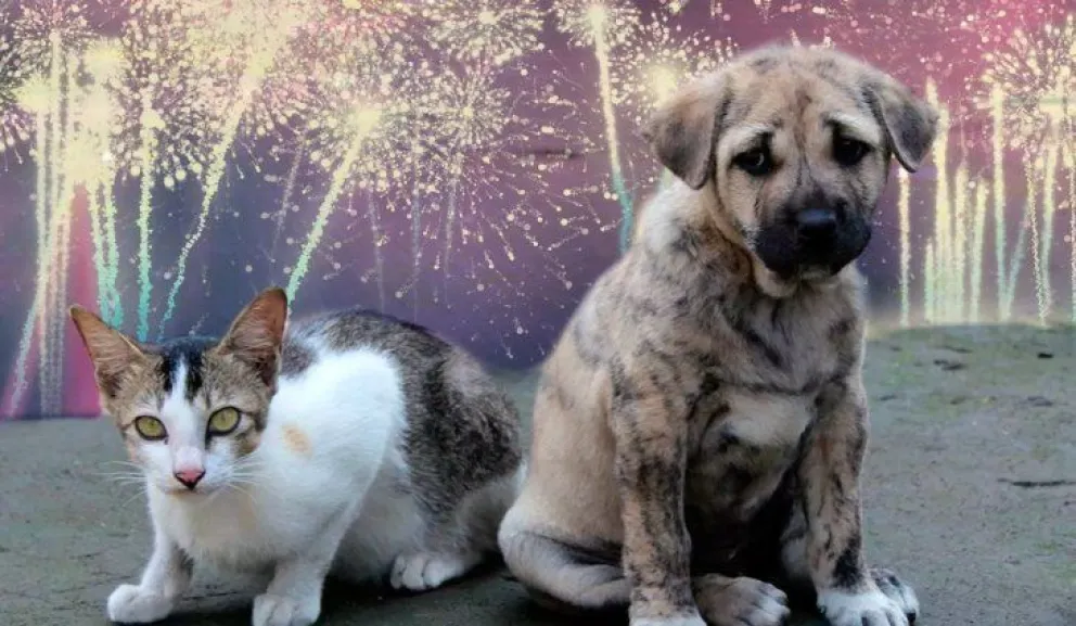 Pese a la prohibición, ya comenzaron a utilizar pirotecnia que afecta la salud de las mascotas