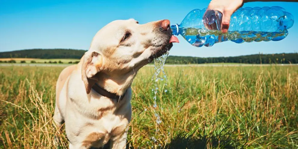 Mucho calor en la ciudad, ¿cómo proteger a nuestras mascotas?