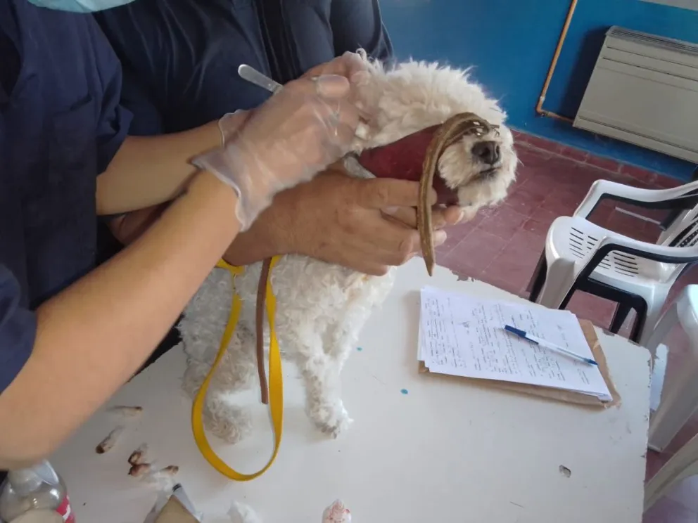 ¿Tu mascota tiene alguna dolencia? Realizan atención primaria gratuita en Stefenelli