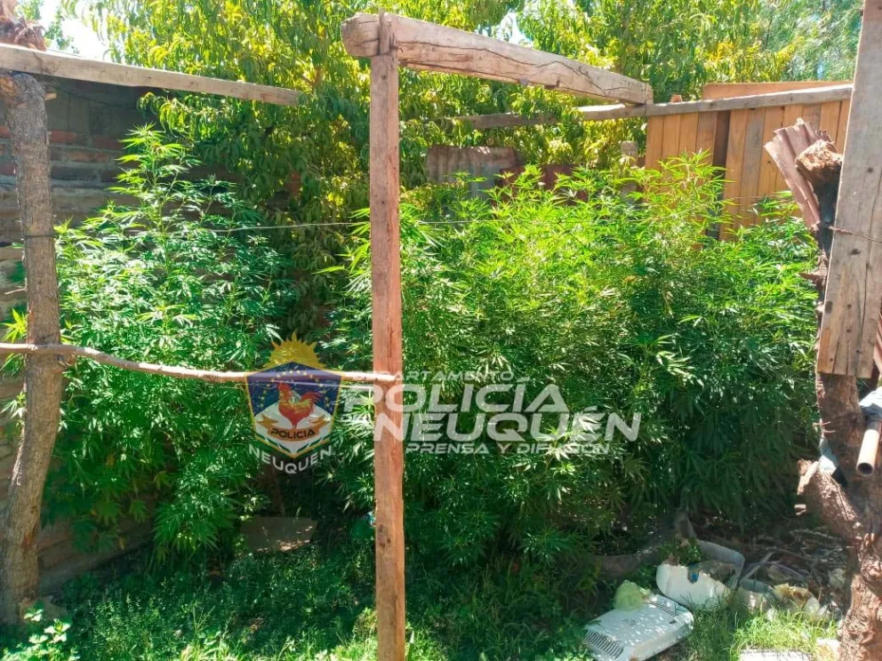 Allanaron por un celular y terminaron encontrando una selva de marihuana