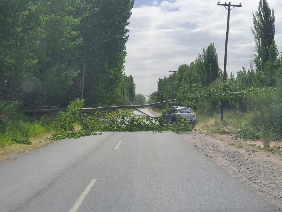 Cayeron árboles y postes, la postal que dejó el viento en Roca