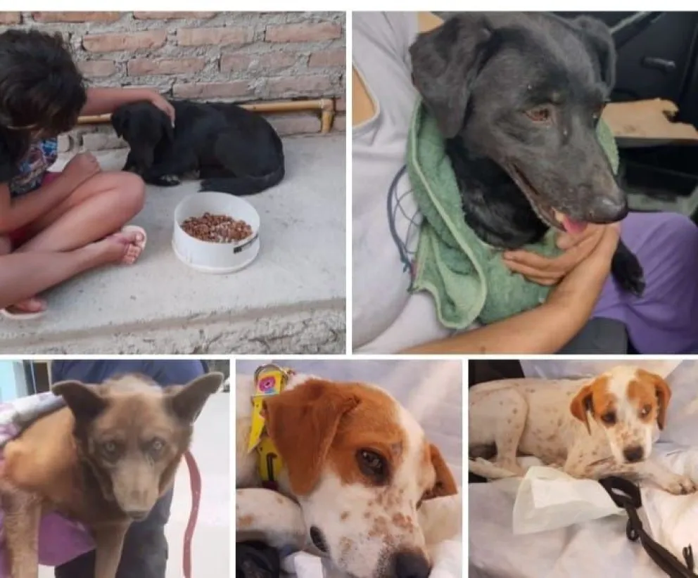 Estos perritos necesitan ayuda y vos podes colaborar con ellos 