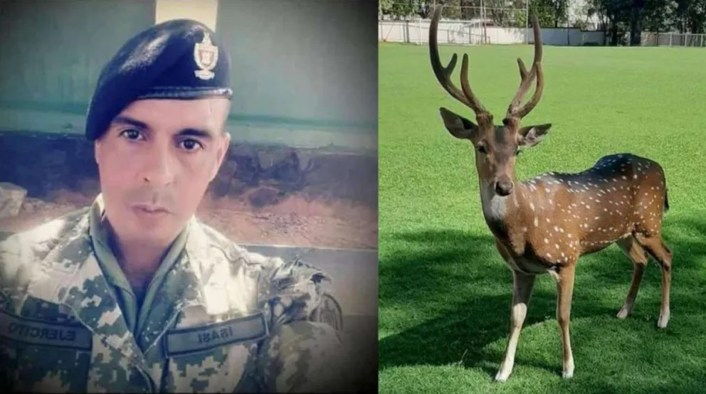 Muerte insólita: un militar paraguayo fue atacado por un ciervo en la residencia presidencial