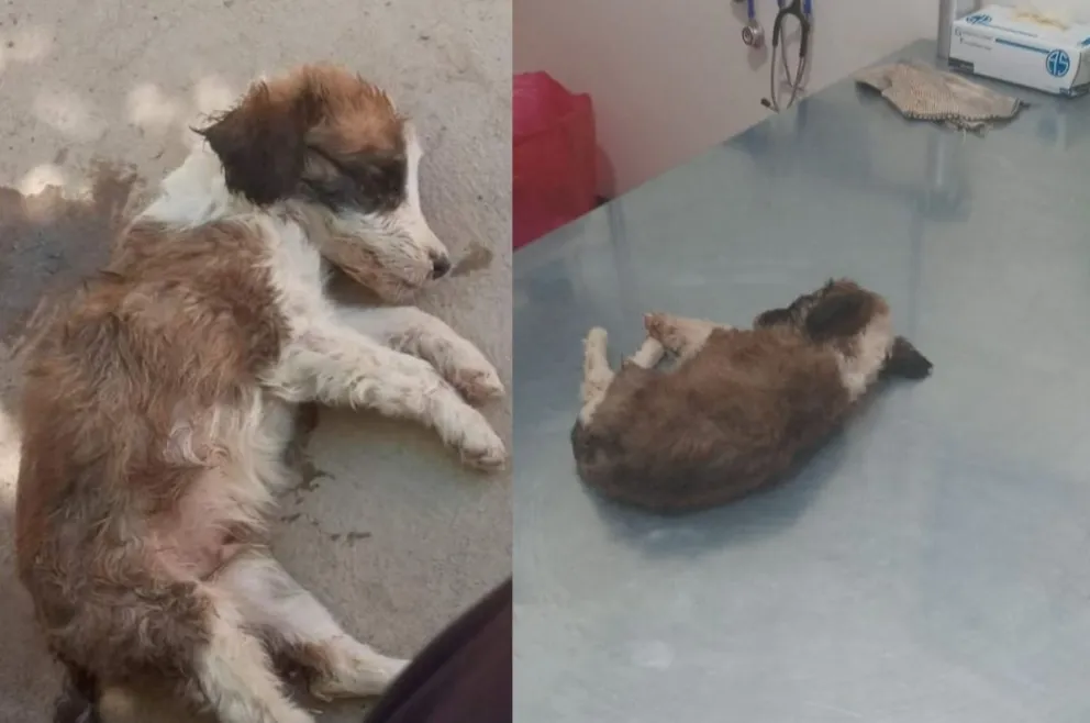 Crueldad total: Tiraron a un cachorrito en una bolsa de basura y murió 