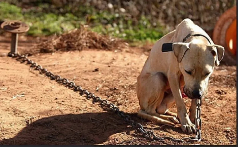 Maltrato animal: ¿siempre debo denunciar si veo un perro atado?