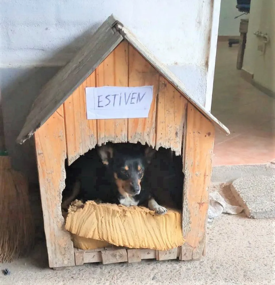 Denuncian que robaron un perrito a la Brigada Rural