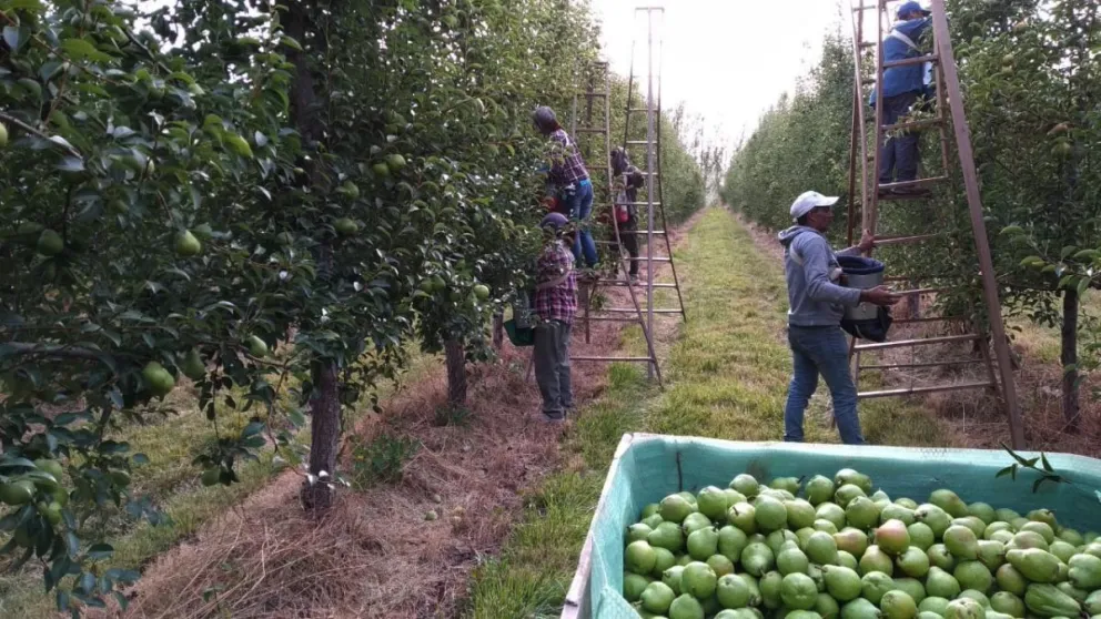 La madurez de la fruta no avanza de manera pareja este verano: técnicos advierten que habrá diferencias entre chacras y menos margen para definir el momento de cosecha. Foto: archivo