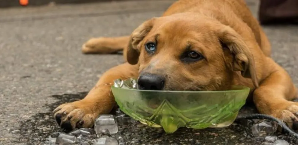 Recomendaciones para tu mascota ante las temperaturas extremas en el Valle