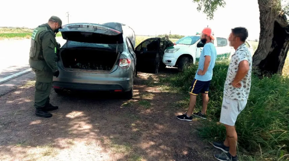 ¡Insólito! Los detuvieron en un control vehicular y les encontraron 100 loros en el baúl del auto