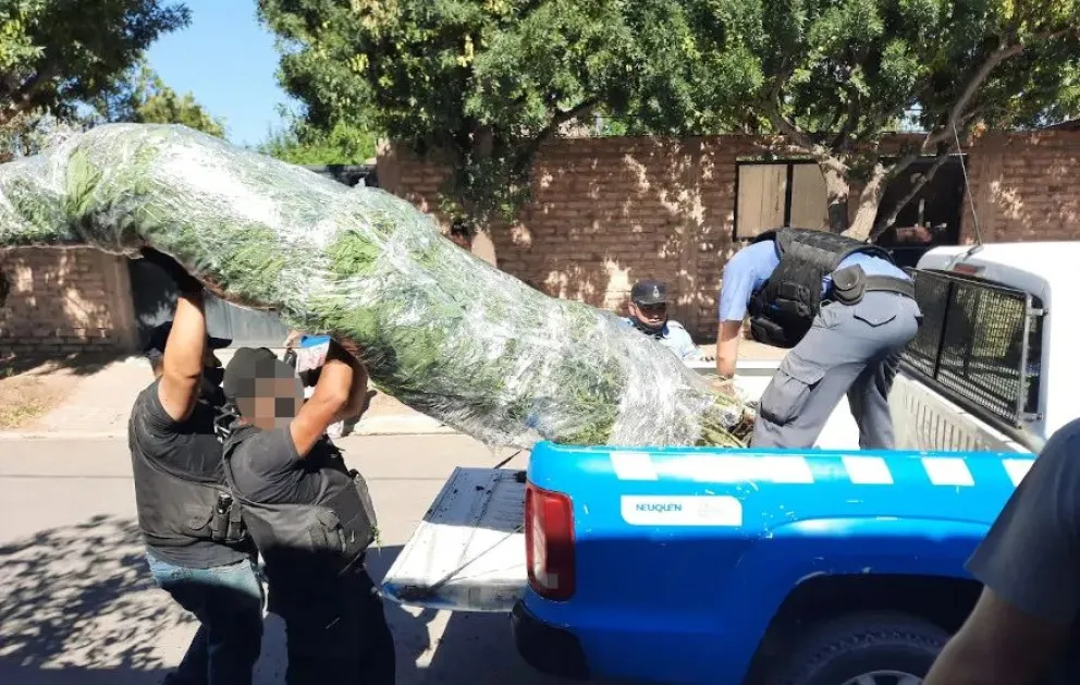 De película: Investigaban a dos delincuentes a mano armada y terminaron encontrando una plantación de marihuana